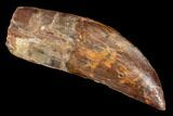 Bargain, Fossil Carcharodontosaurus Tooth - Morocco #110401-1